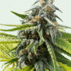 Trainwreck Feminized Strain