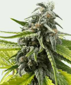 Trainwreck Feminized Strain