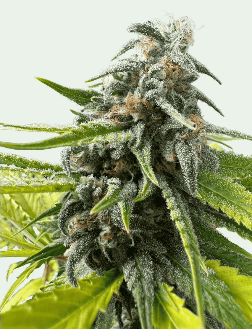 Trainwreck Feminized Strain
