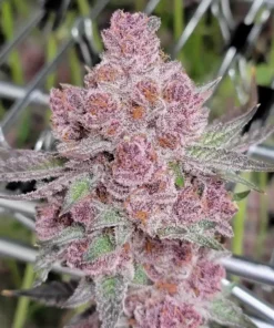 Tropicanna Feminized Strain