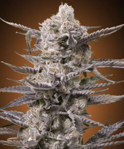 Watermelon OG Feminized Strain