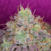 Watermelon Zkittlez Feminized Strain