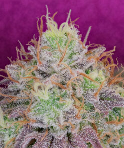 Watermelon Zkittlez Feminized Strain