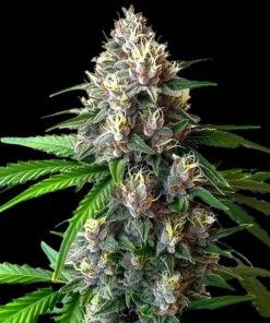 Wedding Cake Feminized Strain
