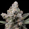 White Truffle Feminized Strain