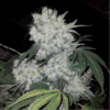 White Widow Feminized Strain