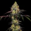 Zkittlez Feminized Strain
