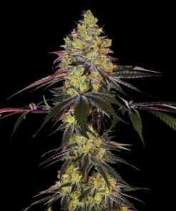 Zkittlez Feminized Strain