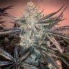 Zookies Feminized Strain