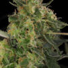 CBD Chronic Strain