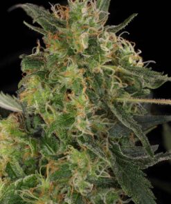 CBD Chronic Strain