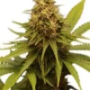 CBD Fix Autoflower Strain