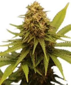 CBD Fix Autoflower Strain