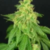 CBD René Strain