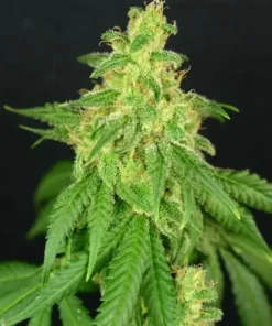CBD René Strain