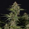 Green Cure CBD F1 Autoflower Strain