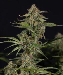 Green Cure CBD F1 Autoflower Strain