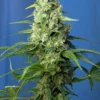 Honey Peach Auto CBD Strain