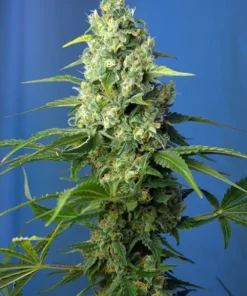 Honey Peach Auto CBD Strain