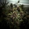 Kera Classic CBD Black Diamond Strain