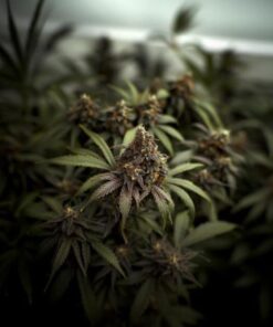 Kera Classic CBD Black Diamond Strain