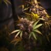 Mamba Negra Auto CBD Strain