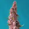Red Pure Auto CBD Strain