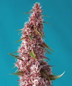 Red Pure Auto CBD Strain