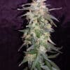 Sweet Pure Auto CBD Strain