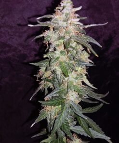 Sweet Pure Auto CBD Strain