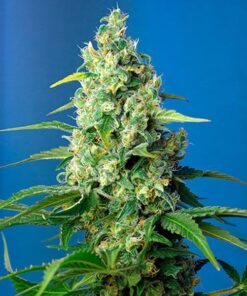 Sweet Pure CBD Seeds