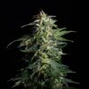 Swiss Dream CBD