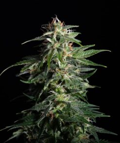 Swiss Dream CBD
